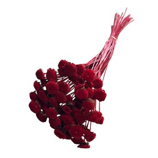 Casa Alegria Botao | Red | 150 gr | 55 cm