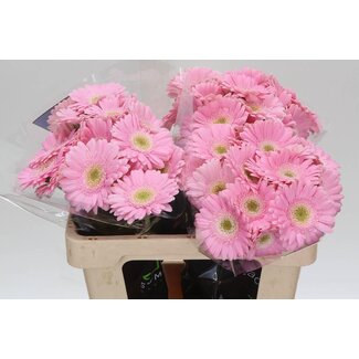 Freshy Germini * 65 Cm Babble x20