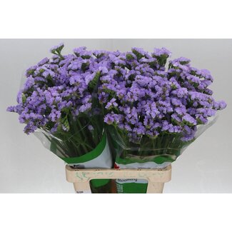 Freshy Limonium S Baby Blue Birds Funza