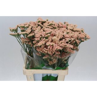 Freshy Limonium S Honey Funza