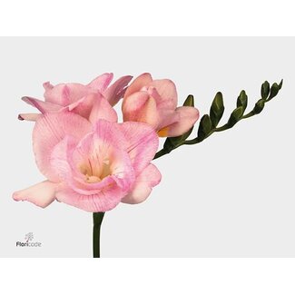 Freshy Freesia dubbel Honeymoon