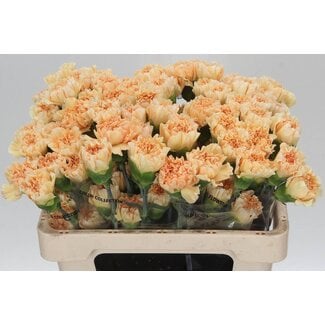 Freshy Anjer Kort Crimea Gold