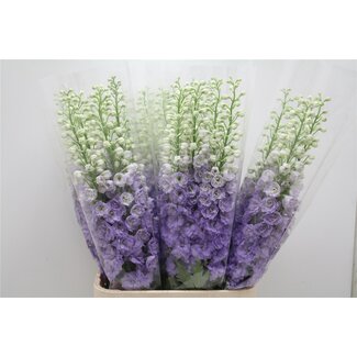 Freshy Delphinium Du De Lavender Love