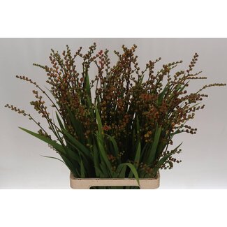 Freshy Crocosmia Bes