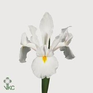Freshy Iris Casablanca