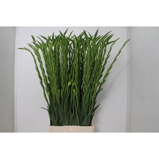 Freshy Gladiolus groot Kio