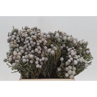 Freshy Brunia Laevis
