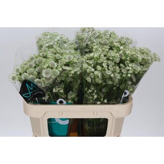 Freshy Astrantia Billion Star Xl