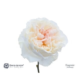 Freshy Rosa David Austin Eugenie