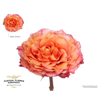Freshy Rosa Parfum Free Spirit