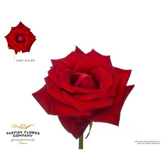 Freshy Rosa Parfum Lady Killer