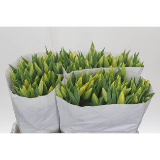 Freshy Tulp enkel Strong Gold