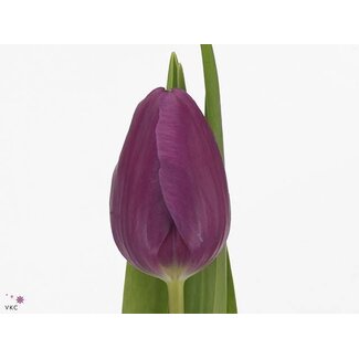 Freshy Tulp enkel Angola