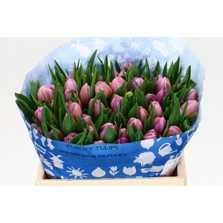 Freshy Tulp dubbel Katinka