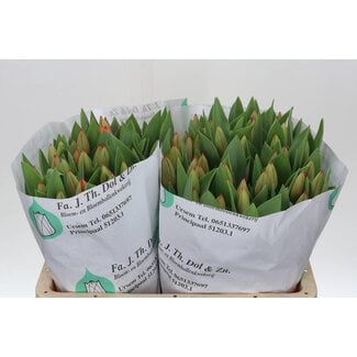 Freshy Tulp enkel Ad Rem