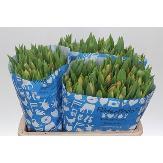 Freshy Tulp enkel Ad Rem