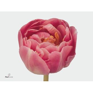 Freshy Tulp dubbel Endless Love