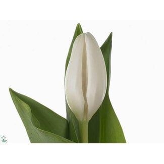 Freshy Tulp enkel Lanka