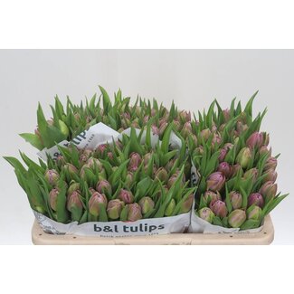 Freshy Tulp dubbel Double Price