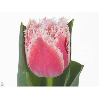 Freshy Tulipa gefranjerd Queensland