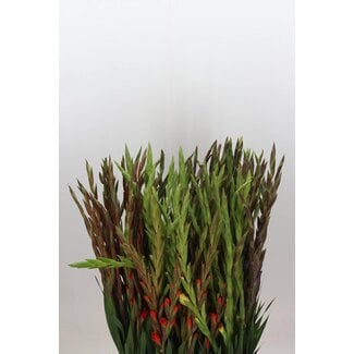 Freshy Gladiolus groot Gemengd