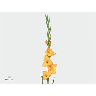 Freshy Gladiolus groot Ovatie