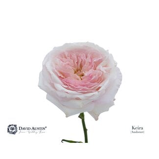 Freshy Rosa David Austin Keira