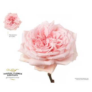 Freshy Rosa Princess Hitomi