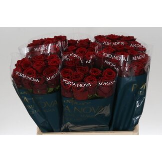 Freshy Rosa Red Naomi Magna