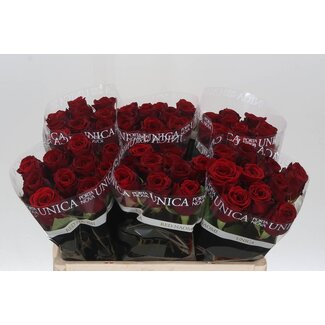 Freshy Rosa Red Naomi Unica