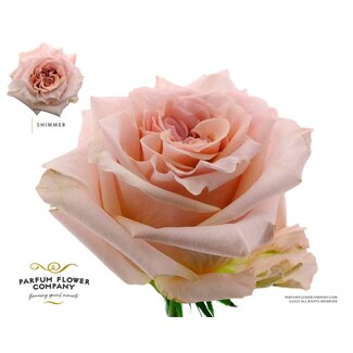 Freshy Rosa Premium Shimmer