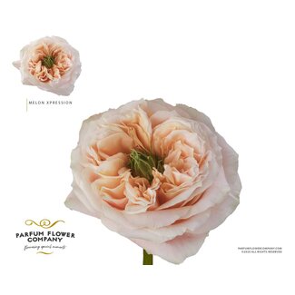 Freshy Rosa Garden Melon Xpression