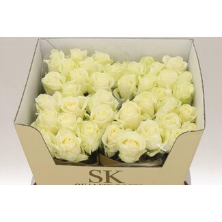 Freshy Rosa Avalanche Koene White
