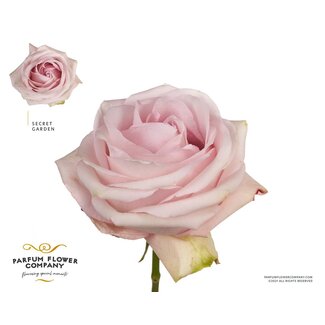 Freshy Rosa Premium Secret Garden