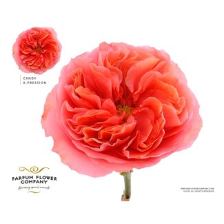 Freshy Rosa Garden Candy Xpression