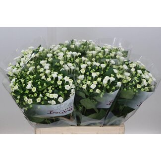 Freshy Bouvardia enkel White Sensation