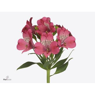 Freshy Alstroemeria Bubblicious