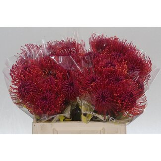Freshy Nutans Kleurbehandeld Cerise