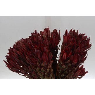 Freshy Leucadendron Jester