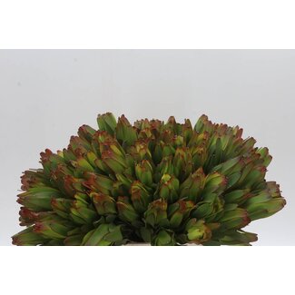 Freshy Leucadendron Laurel Geel