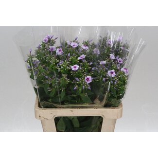 Freshy Phlox P Isabella