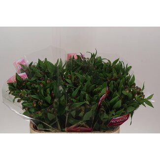 Freshy Alstroemeria Carline