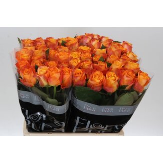 Freshy Rosa Solarflare