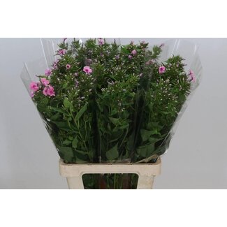 Freshy Phlox P Kiki