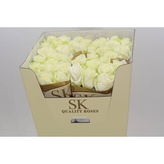 Freshy Rosa Avalanche Koene White