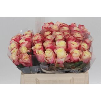 Freshy Rosa Marosa