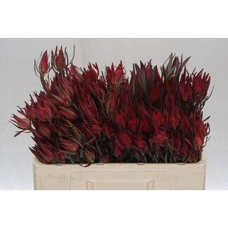 Freshy Leucadendron Sal Blush
