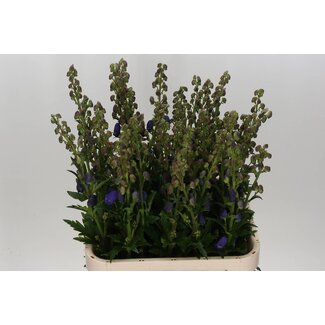Freshy Aconitum Car Arendsii