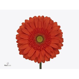 Freshy Gerbera * 65 Cm Atlanta X10