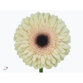 Freshy Gerbera * 65 Cm Eclair X10